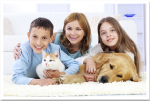 remove-pet-odours-in-carpet